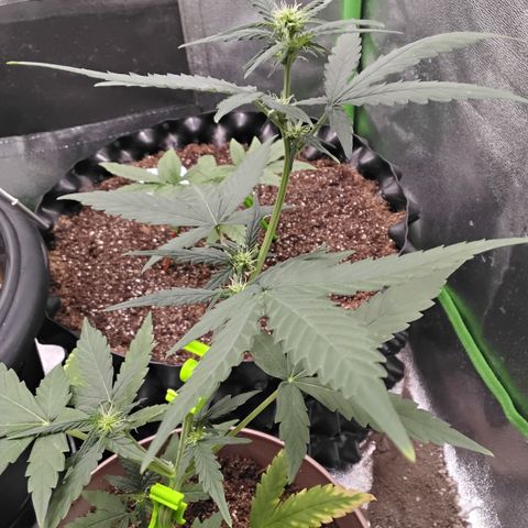 Bin Laden growlog timeline photo