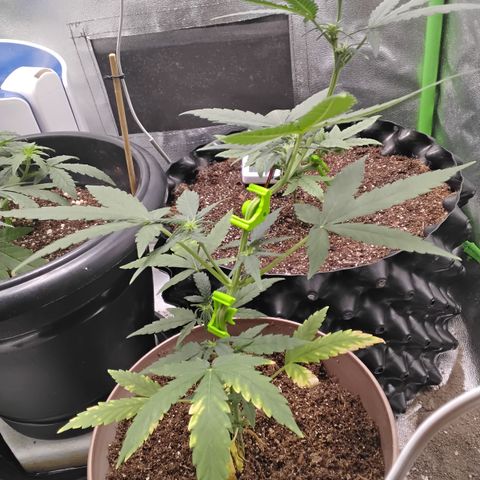 Bin Laden growlog timeline photo