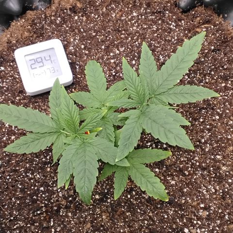 Tangerina growlog timeline photo