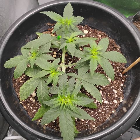Shai Hulud growlog timeline photo