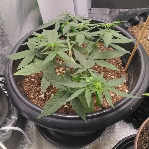 Shai Hulud growlog timeline photo