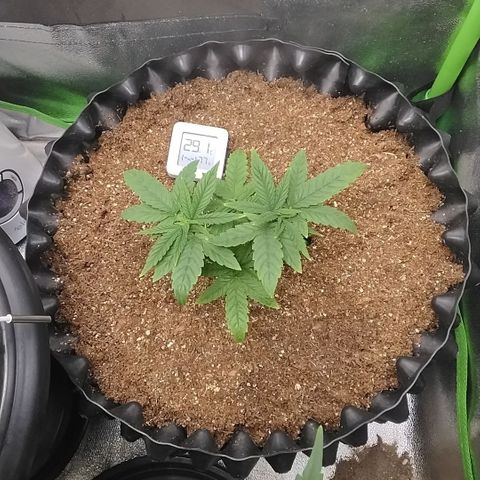 Tangerina growlog timeline photo