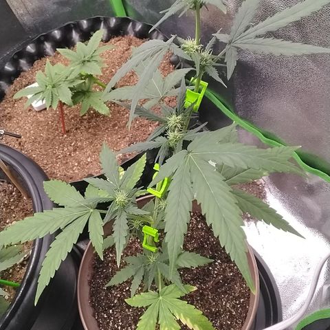 Bin Laden growlog timeline photo