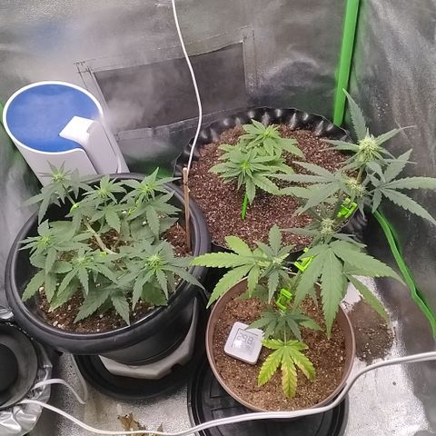 Tangerina growlog timeline photo
