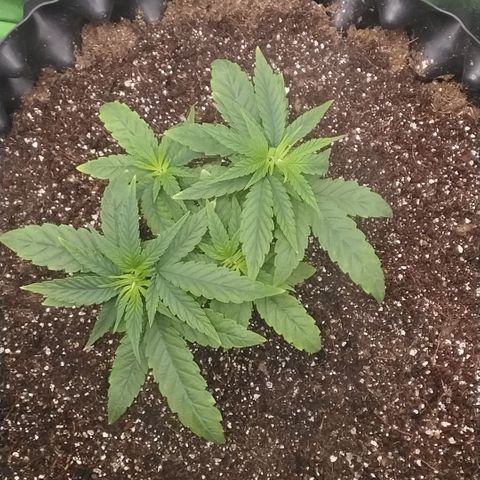Tangerina growlog timeline photo