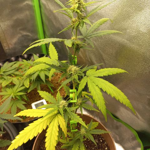 Bin Laden growlog timeline photo