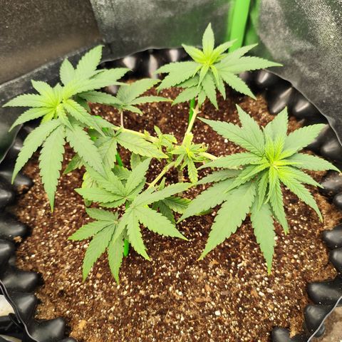 Tangerina growlog timeline photo