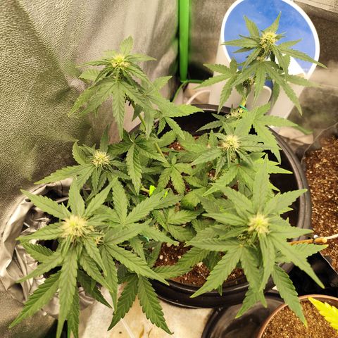 Shai Hulud growlog timeline photo