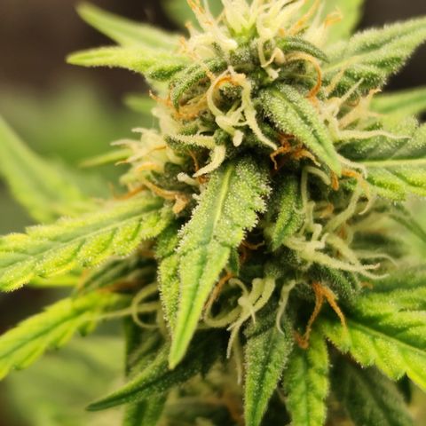 Bin Laden growlog timeline photo