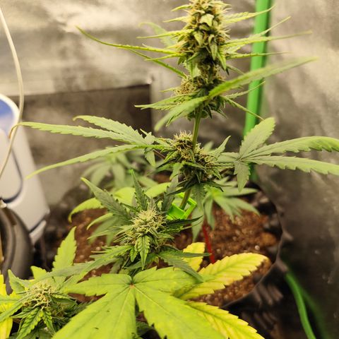 Bin Laden growlog timeline photo