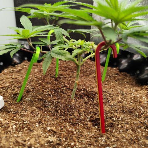 Tangerina growlog timeline photo