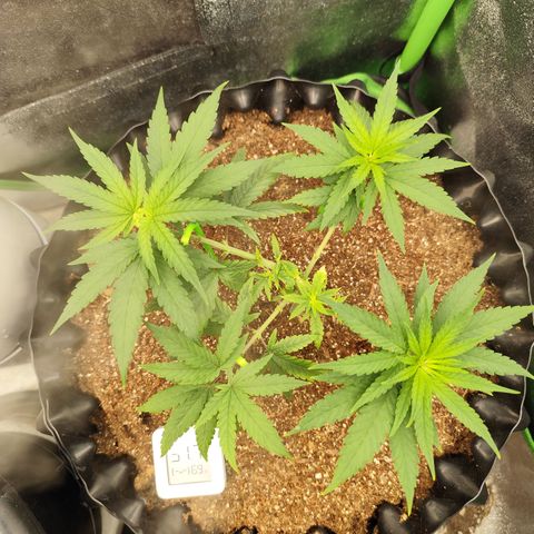 Tangerina growlog timeline photo
