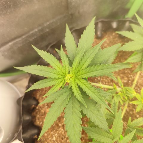 Tangerina growlog timeline photo