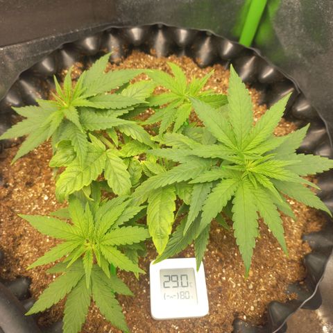 Tangerina growlog timeline photo