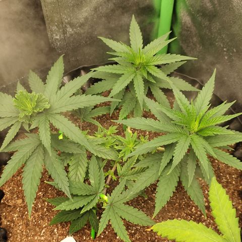 Tangerina growlog timeline photo