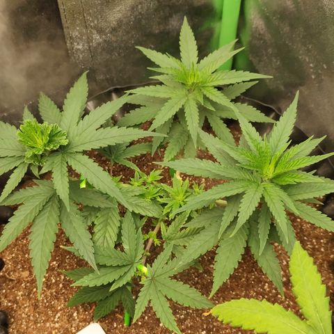 Tangerina growlog timeline photo