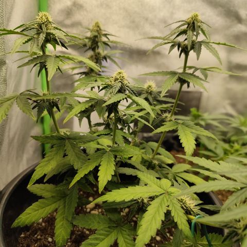 Shai Hulud growlog timeline photo
