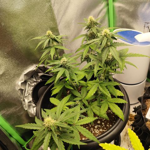 Shai Hulud growlog timeline photo