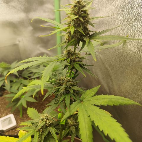 Bin Laden growlog timeline photo