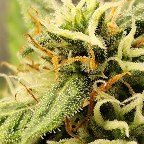 Bin Laden growlog timeline photo
