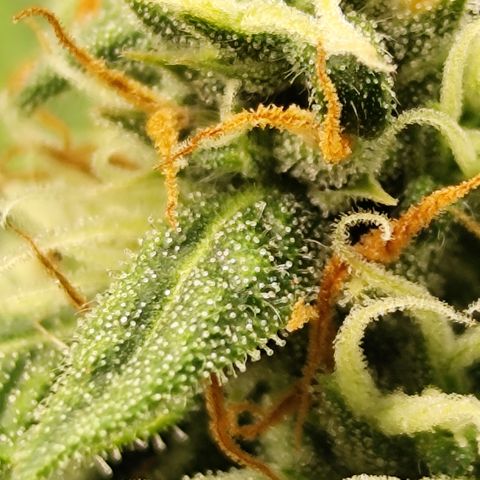 Bin Laden growlog timeline photo