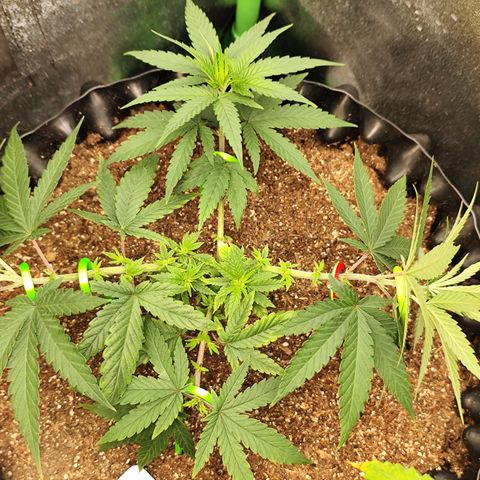 Tangerina growlog timeline photo
