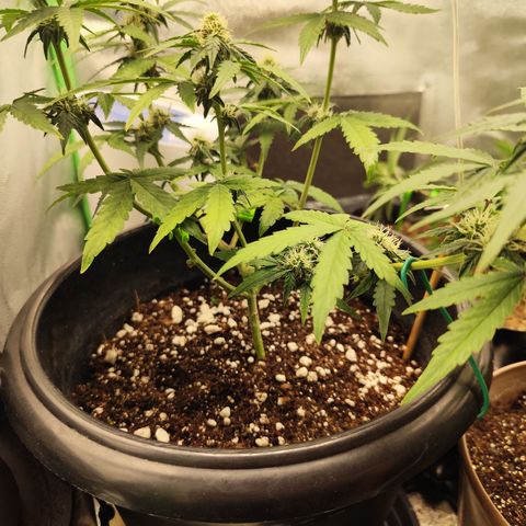Shai Hulud growlog timeline photo