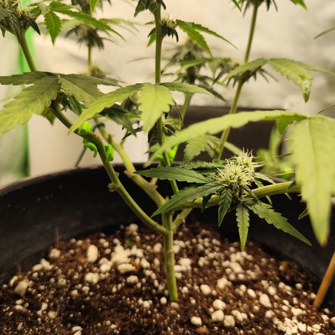 Shai Hulud growlog timeline photo