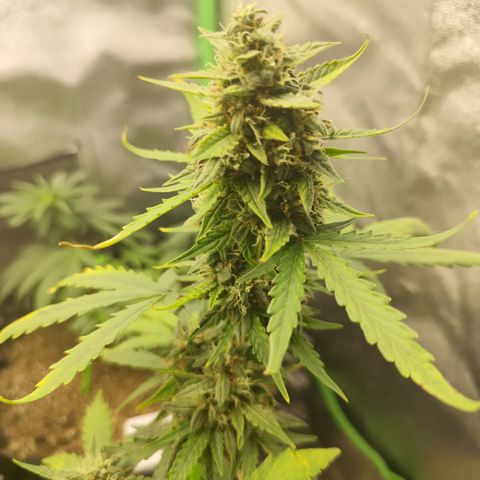 Bin Laden growlog timeline photo