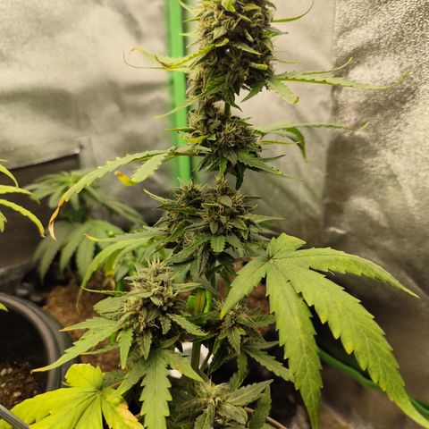 Bin Laden growlog timeline photo