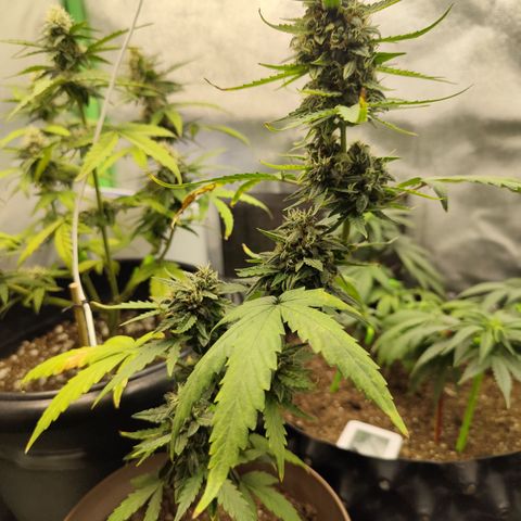 Bin Laden growlog timeline photo