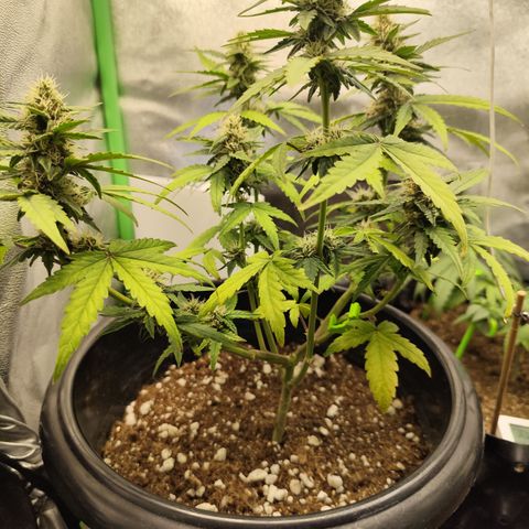 Shai Hulud growlog timeline photo