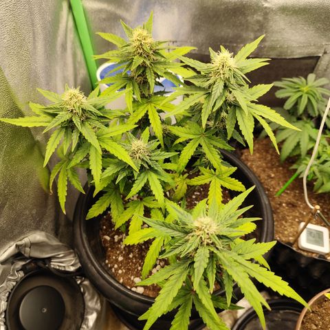 Shai Hulud growlog timeline photo