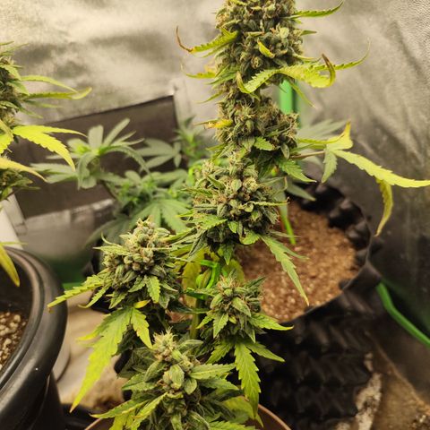 Bin Laden growlog timeline photo