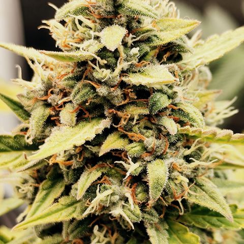 Bin Laden growlog timeline photo