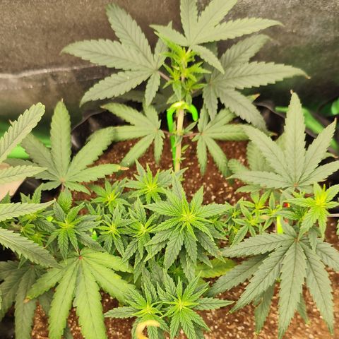 Tangerina growlog timeline photo