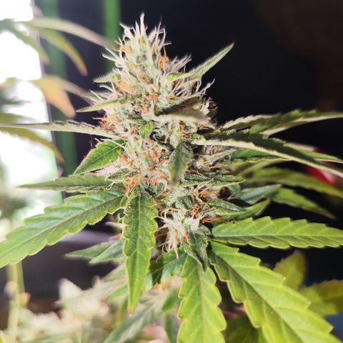 Shai Hulud growlog timeline photo