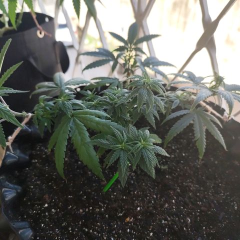 Tangerina growlog timeline photo
