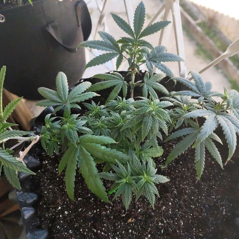Tangerina growlog timeline photo