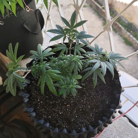 Tangerina growlog timeline photo