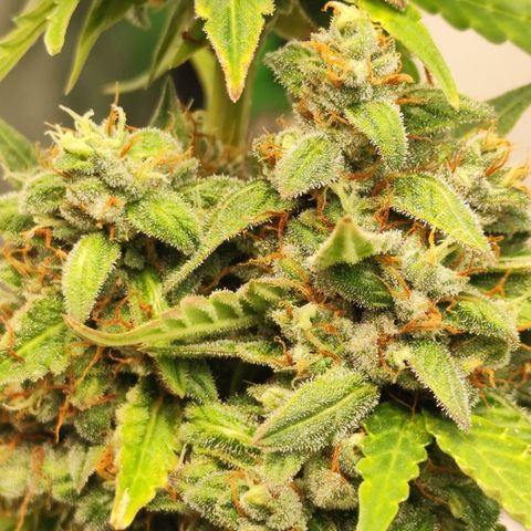 Bin Laden growlog timeline photo