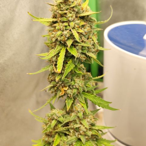Bin Laden growlog timeline photo