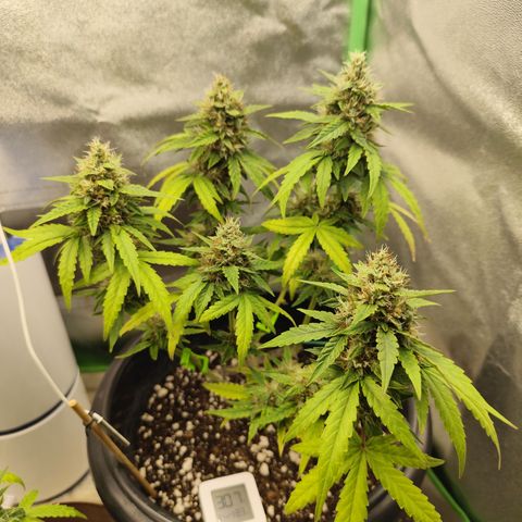 Shai Hulud growlog timeline photo