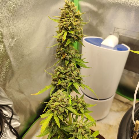 Bin Laden growlog timeline photo