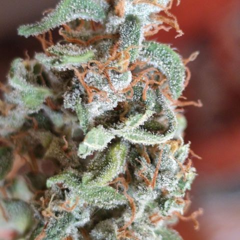 Bin Laden growlog timeline photo