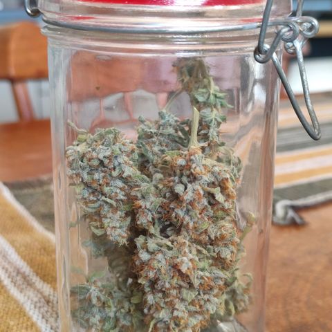 Bin Laden growlog timeline photo