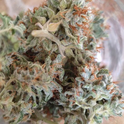 Bin Laden growlog timeline photo
