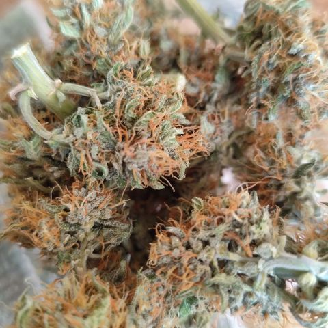 Shai Hulud growlog timeline photo