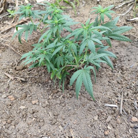 Tangerina growlog photo: Planta movida para Outdoor 