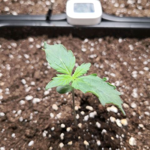 Wedding Cake zamnesia #1 growlog timeline photo